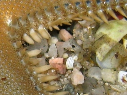Astropecten platyacanthus (Philippi, 1837)